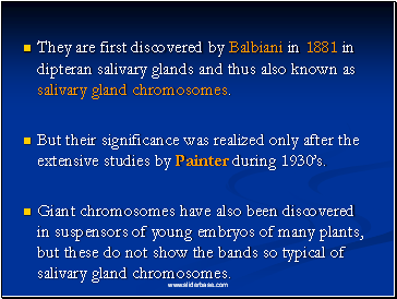 They are first discovered by Balbiani in 1881 in dipteran salivary glands and thus also known as salivary gland chromosomes.