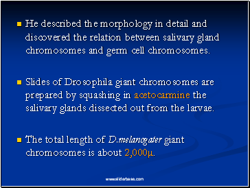 He described the morphology in detail and discovered the relation between salivary gland chromosomes and germ cell chromosomes.