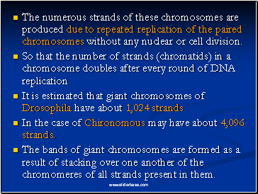 The numerous strands of these chromosomes are produced due to repeated replication of the paired chromosomes without any nuclear or cell division.
