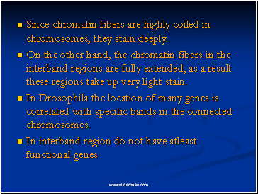 Since chromatin fibers are highly coiled in chromosomes, they stain deeply.