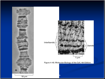 Chromosome