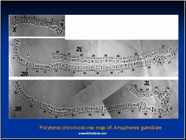 Figure 3. Polytene chromosome map of Anopheles gambiae
