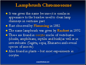 Lampbrush Chromosome