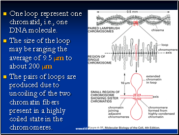 One loop represent one chromatid, i.e., one DNA molecule.
