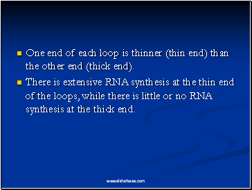One end of each loop is thinner (thin end) than the other end (thick end).