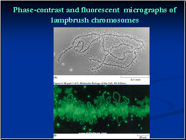 Phase-contrast and fluorescent micrographs of