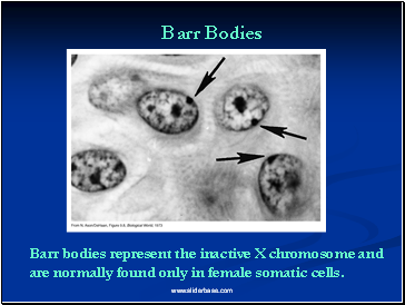 Barr bodies represent the inactive X chromosome and are normally found only in female somatic cells.