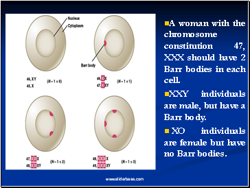 A woman with the chromosome constitution 47, XXX should have 2 Barr bodies in each cell.
