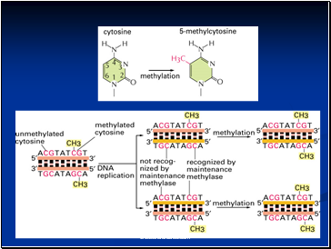 Mechanism of X-chromosome Inactivation