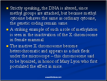 Strictly speaking, the DNA is altered, since methyl groups are attached, but because methyl cytosine behaves the same as ordinary cytosine, the genetic coding remain same.