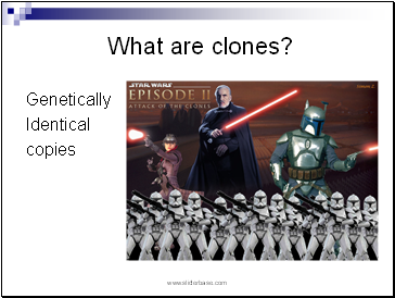 What are clones?