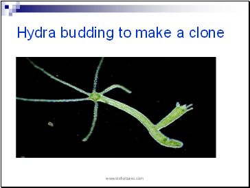 Hydra budding to make a clone