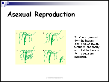 Asexual Reproduction