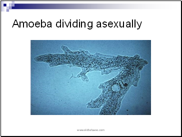Amoeba dividing asexually