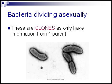 Bacteria dividing asexually