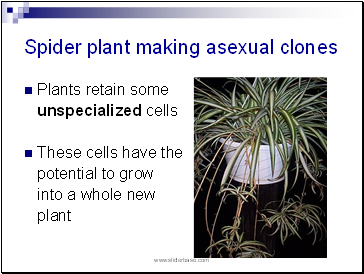 Spider plant making asexual clones