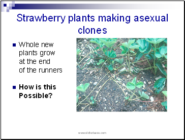 Strawberry plants making asexual clones