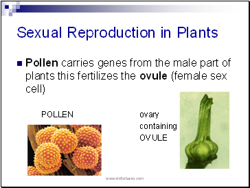 Sexual Reproduction in Plants