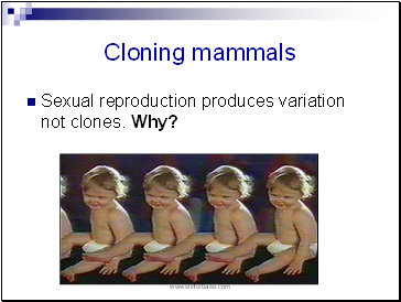 Cloning mammals