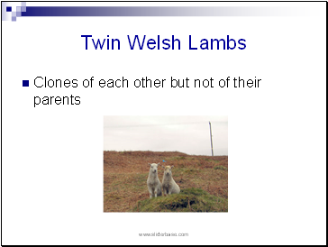 Twin Welsh Lambs
