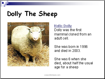 Dolly The Sheep