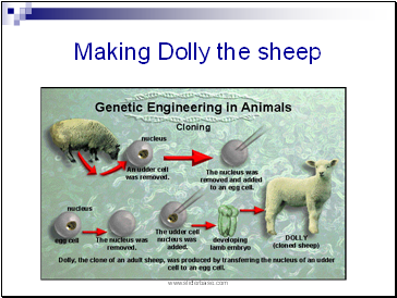 Making Dolly the sheep