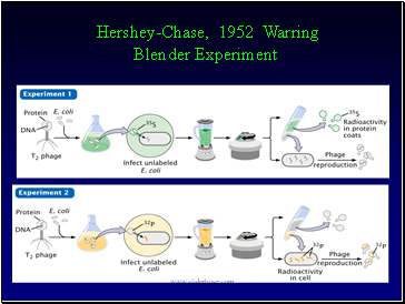Hershey-Chase, 1952 Warring Blender Experiment