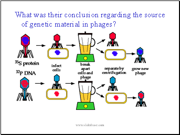 What was their conclusion regarding the source of genetic material in phages?