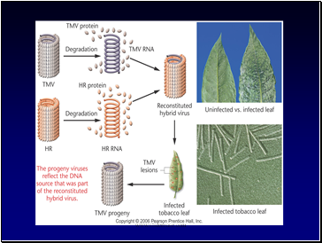 DNA - An overview