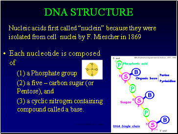 Dna Structure