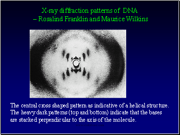 X-ray diffraction patterns of DNA  Rosalind Franklin and Maurice Wilkins