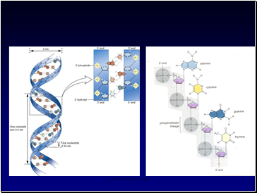 Double Helix