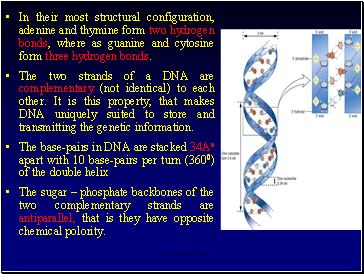 In their most structural configuration, adenine and thymine form two hydrogen bonds, where as guanine and cytosine form three hydrogen bonds.