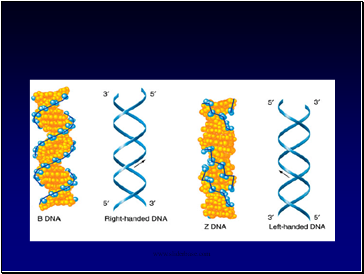 DNA - An overview