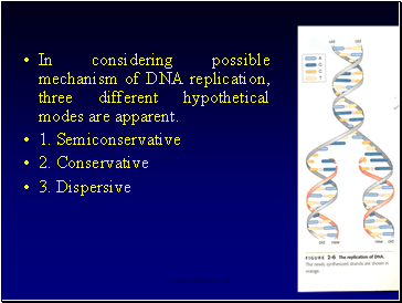 In considering possible mechanism of DNA replication, three different hypothetical modes are apparent.