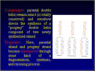 Conservative: parental double helix remain intact (is totally conserved) and somehow directs the synthesis of a progeny double helix composed of two newly synthesized strand.