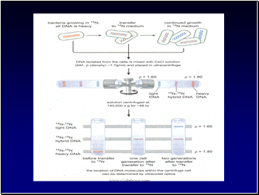 DNA - An overview