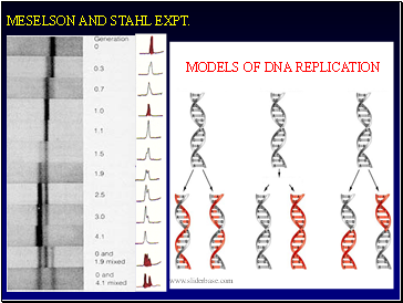 Models of dna replication meselson and stahl expt.
