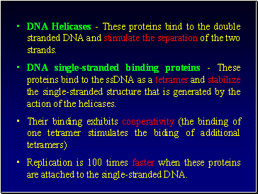 DNA Helicases - These proteins bind to the double stranded DNA and stimulate the separation of the two strands.