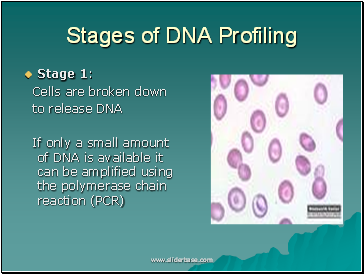 Stages of DNA Profiling