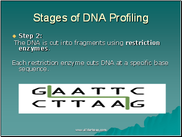 Stages of DNA Profiling