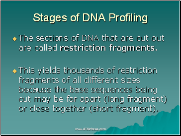 Stages of DNA Profiling