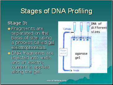 Stages of DNA Profiling