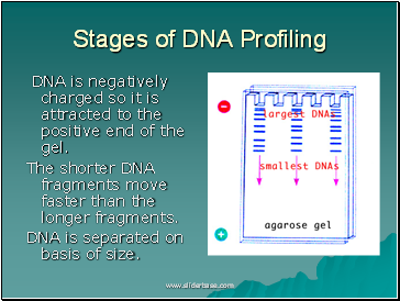 Stages of DNA Profiling