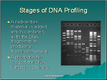 Stages of DNA Profiling