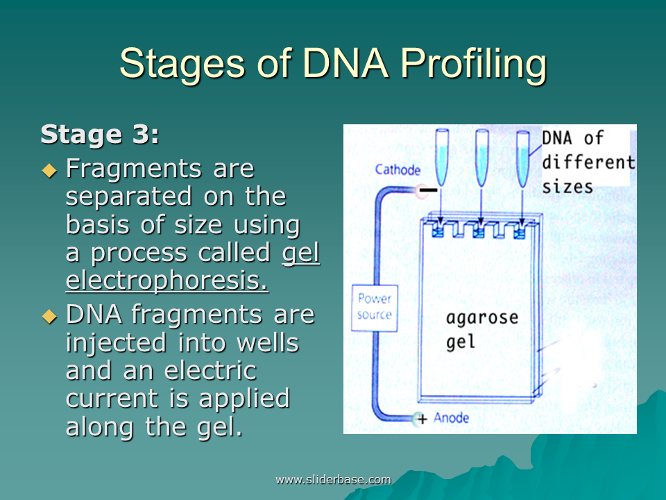 Фрагмент ис это. DNA profiling. Stages of Electrophoresis. DNA Gel Electrophoresis gif. NTS Size DNA Gel Electrophoresis.