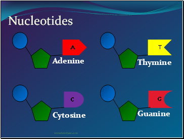 Nucleotides