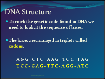 DNA Structure