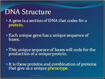 DNA Structure