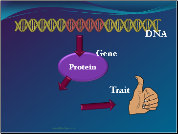 Protein